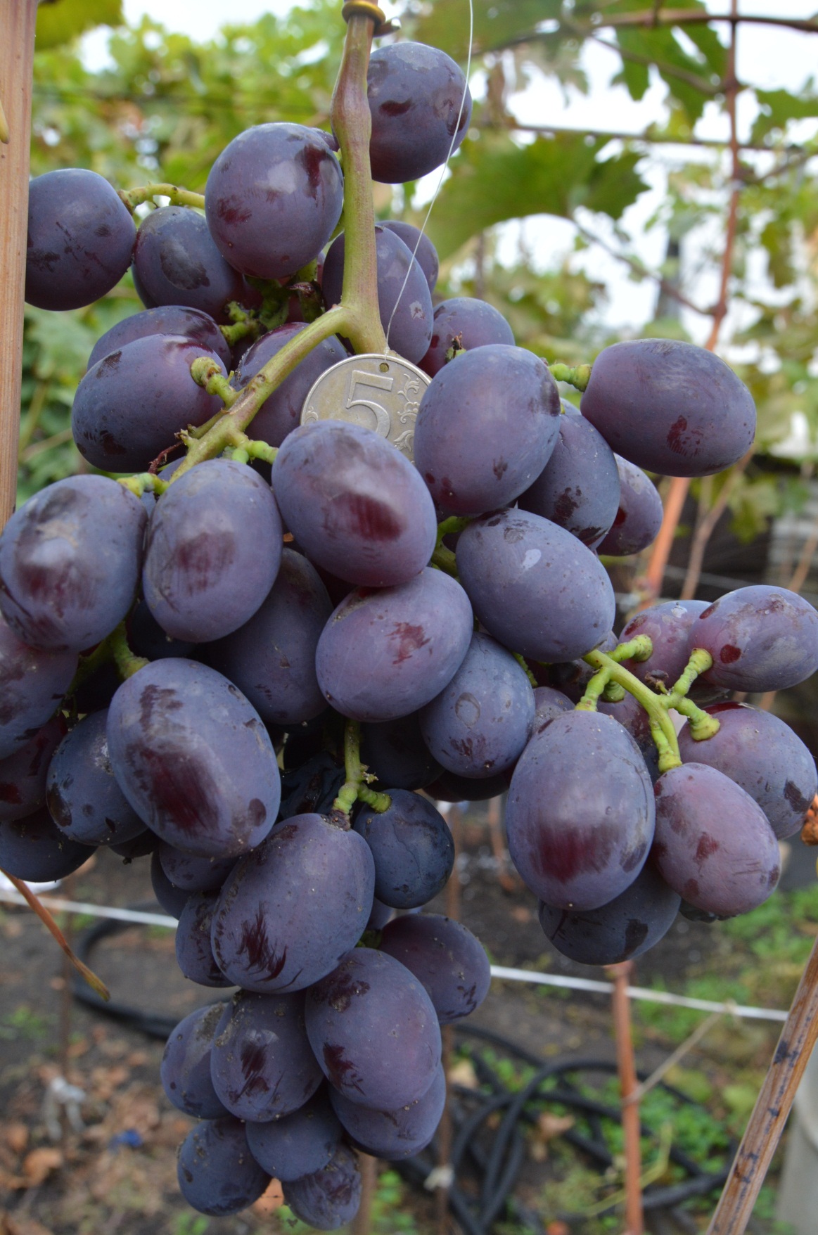 Виноград Алиса очень ранний Садовита