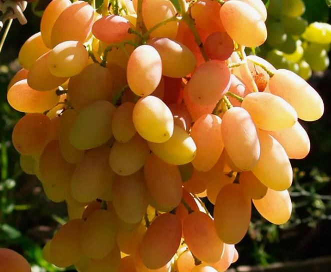 Виноград Анжелика ранний Садовита