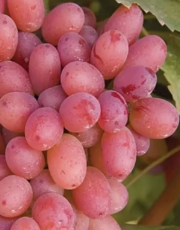 Виноград Багровый очень ранний Садовита