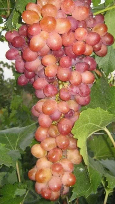Виноград Геракл очень ранний Садовита