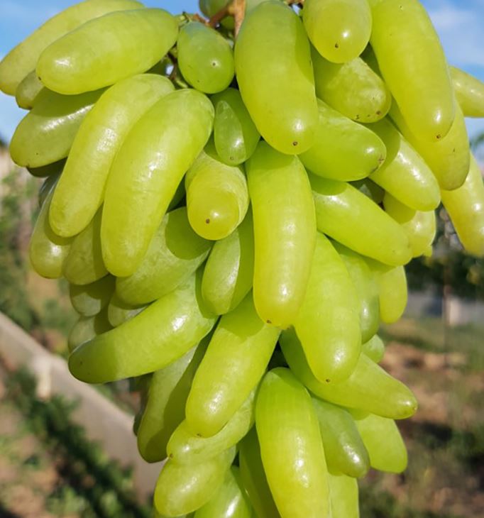 Виноград Ламборджини кишмиш средний Садовита