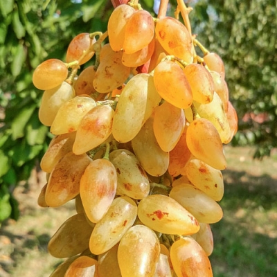 Виноград Леди Патриция средний Садовита