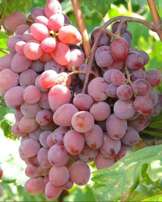 Виноград Виктория ранний Садовита